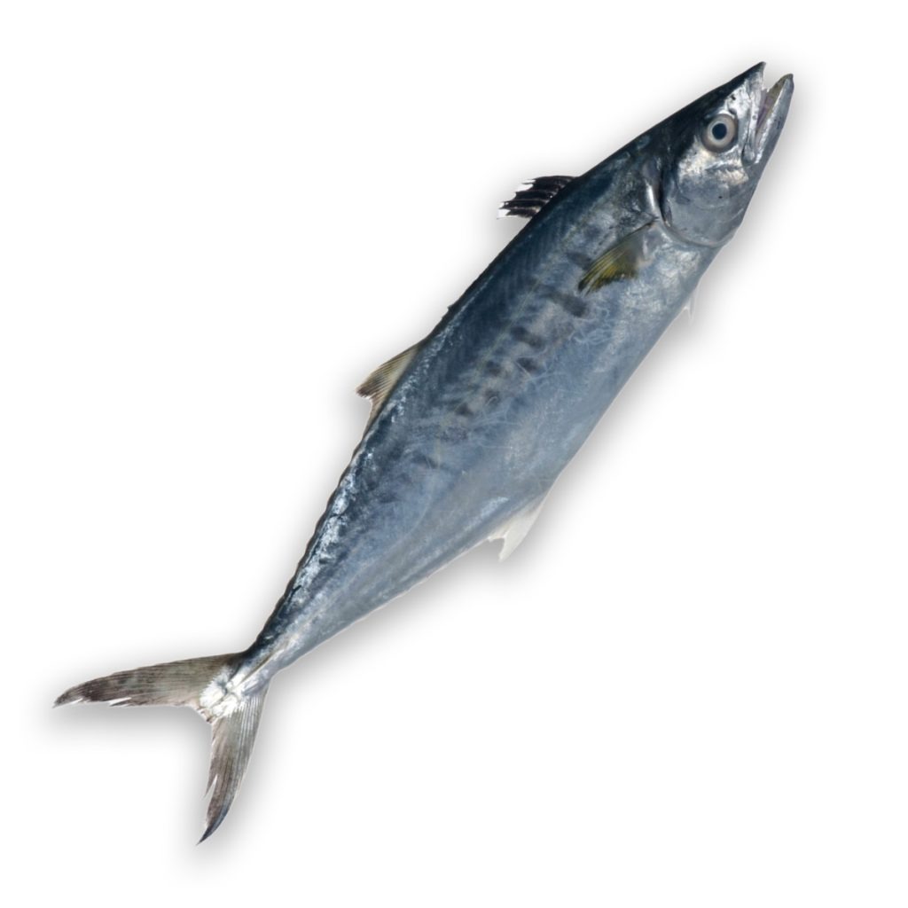 Carite Sierra / Atlantic Spanish Mackerel SM Los Roques